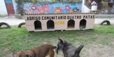 Associação Comunitária de Pelotas instala abrigo cãomunitário