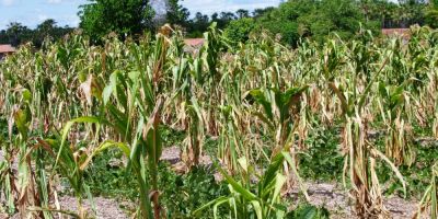 Estiagem de dezembro faz governo municipal decretar Situação de Emergência em Camaquã