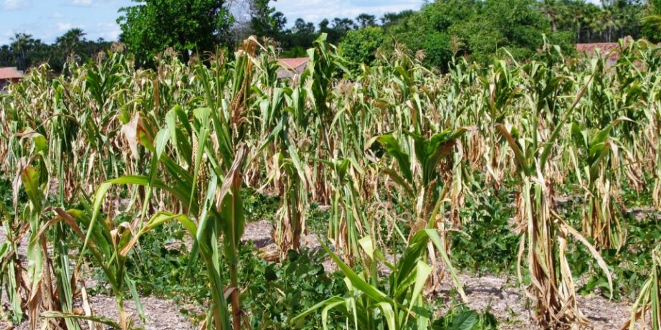 Estiagem de dezembro faz governo municipal decretar Situação de Emergência em Camaquã