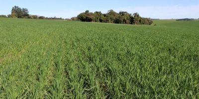 Plantio das lavouras de trigo foi encerrado nesta semana no Rio Grande do Sul