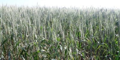 Lavouras de trigo estão em desenvolvimento e floração no Rio Grande do Sul