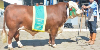 Expointer terá 2,5 mil animais rústicos