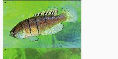 Nova espécie de peixe é descoberta no Rio Camaquã, já ameaçada de extinção