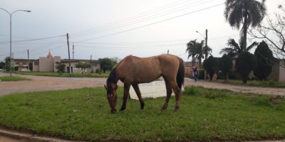 Continuam em Camaquã os cavalos soltos em via pública 