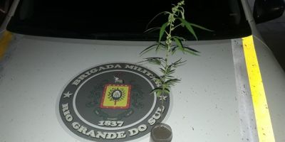 Homem é preso transportando pé de maconha em Camaquã