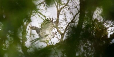 Pássaro raro é observado no Parque Estadual do Turvo