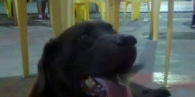 Cãozinho encontrado na quadra de esportes do bairro Carvalho Bastos, em Camaquã