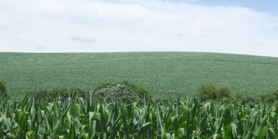 Plantio do arroz e do milho encaminham-se para o final no Rio Grande do Sul