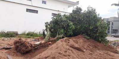 Temporal derruba árvores em Camaquã