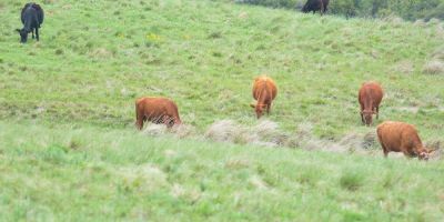 Manejo simples na criação de gado pode contribuir com redução de gases de efeito estufa