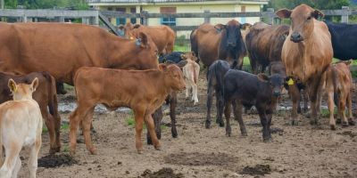 Rio Grande do Sul perde participação no PIB nacional