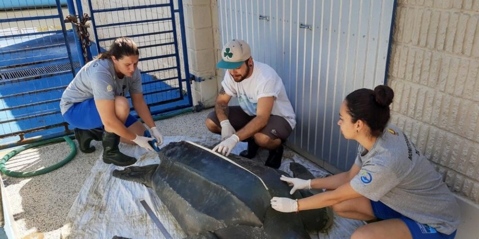 Tartaruga morre com plástico no intestino após ser resgatada na praia do Cassino