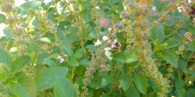 Prefeitura de Dom Feliciano oferece curso gratuito sobre plantas medicinais