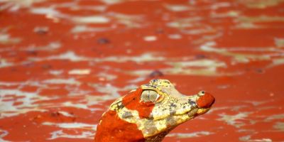 FOTOS: gaúcha conquista primeiro lugar em concurso fotográfico de ONG de proteção à natureza