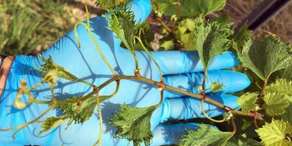 Larp indica danos de agrotóxico 2,4-D em 100% de análises feitas até agora no RS