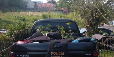 Polícia Federal encontra estufa de maconha durante operação