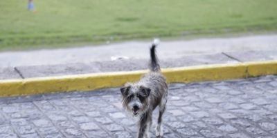 Senado deve votar projeto que proíbe sacrifício de animais de rua