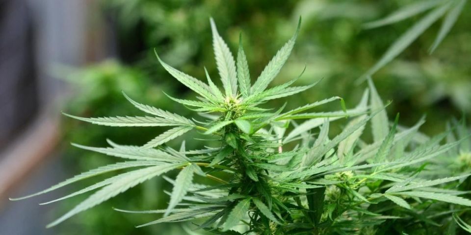 Anvisa libera registro e comercialização de remédios à base de maconha