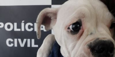 Cachorra de dois meses furtada de clínica veterinária é recuperada em Pelotas