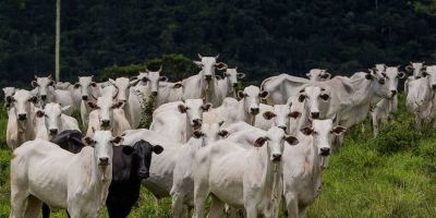 Setor agropecuário prevê faturamento de R$670 bilhões em 2020