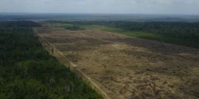 Área sob alerta de desmatamento na Amazônia cresce 104% em novembro