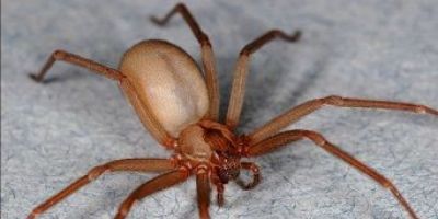 Secretaria Estadual de Saúde alerta para cuidados com a aranha-marrom