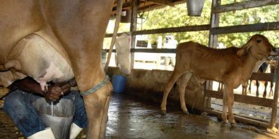 Meta da agropecuária é abastecer mercado interno, diz Tereza Cristina