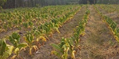 Mau tempo faz 16 mil produtores registrarem perdas nas lavouras de tabaco no RS