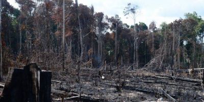 Número de multas aplicadas pelo Ibama em 2019 é o menor em 15 anos