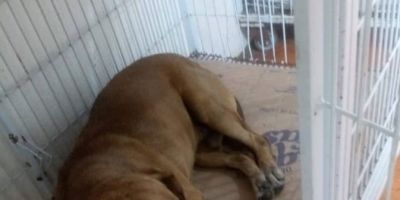 Cachorro é atropelado após ser agredido pelo “Jiboião”, em Camaquã