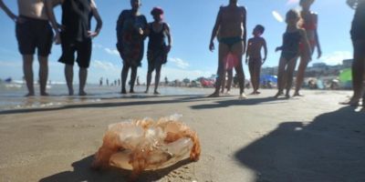 Passa de 26 mil o número de queimaduras por águas-vivas no litoral gaúcho