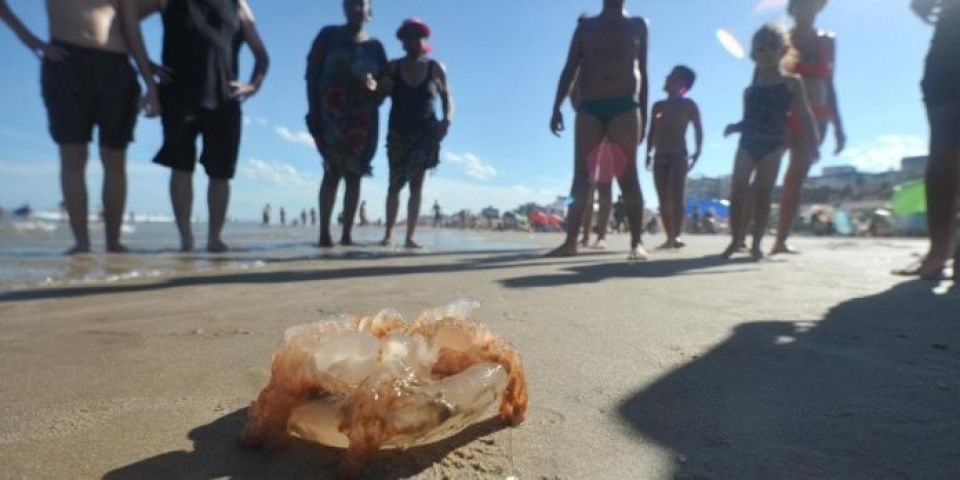 Passa de 26 mil o número de queimaduras por águas-vivas no litoral gaúcho