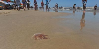 Infestação de água-viva esgota estoque de vinagre em guaritas do Litoral Norte