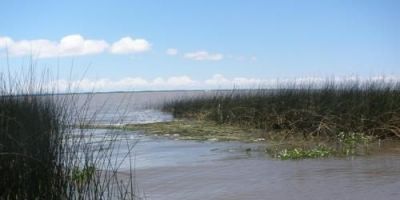 Juncos são cortados na orla da praia de Tapes