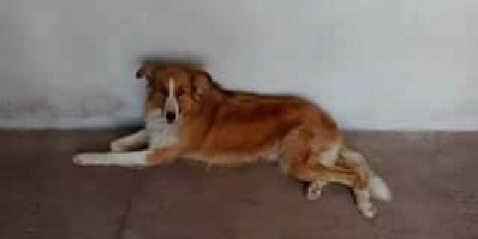 Cachorra que atende pelo nome de Luna está desaparecida em Camaquã