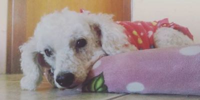 Spotify quer desestressar pets que ficam sozinhos em casa