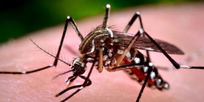 Ministério da Saúde alerta que 11 Estados brasileiros podem ter surto de dengue neste ano