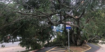 Após temporal, Porto Alegre registra bloqueios de ruas por queda de árvores e postes