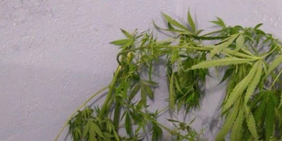 Homens são presos por tráfico de drogas e posse de entorpecentes em Pelotas