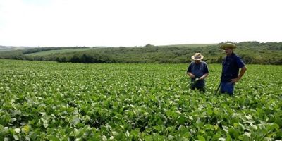 Chuvas retomam ânimo dos produtores e soja segue em desenvolvimento