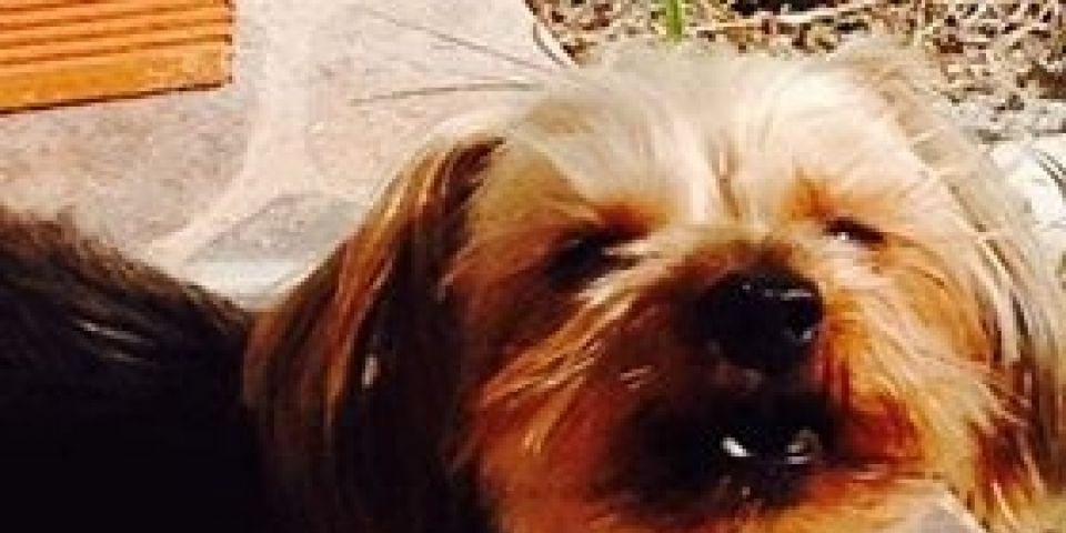 Donos procuram por cachorrinho desaparecido em Camaquã