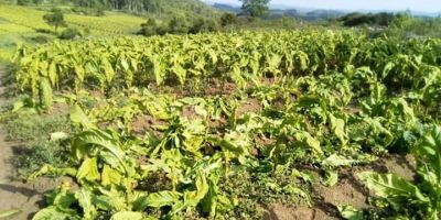 Vândalos atacam lavoura de fumo no interior de São Jerônimo