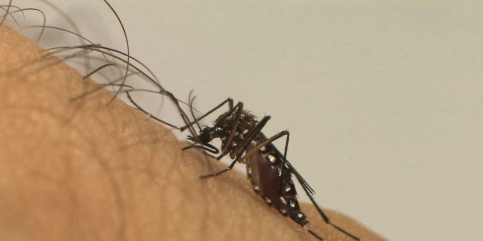 Infestação do mosquito Aedes aegypti aumenta em Porto Alegre