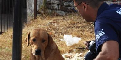 Após tentar salvar o dono, cachorro permanece ao lado do corpo no RS