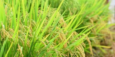 Preço mínimo do arroz terá reajuste