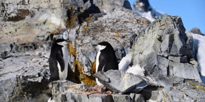 Recordes de calor continuam a ser quebrados na Antártica