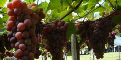 Pelotas realiza nesta quarta a abertura da Colheita da Uva