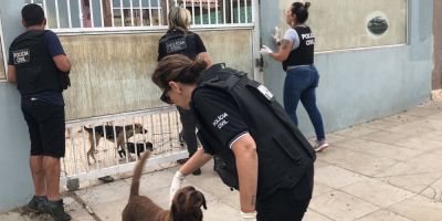 Polícia encontra cinco cachorros congelados em casa no RS