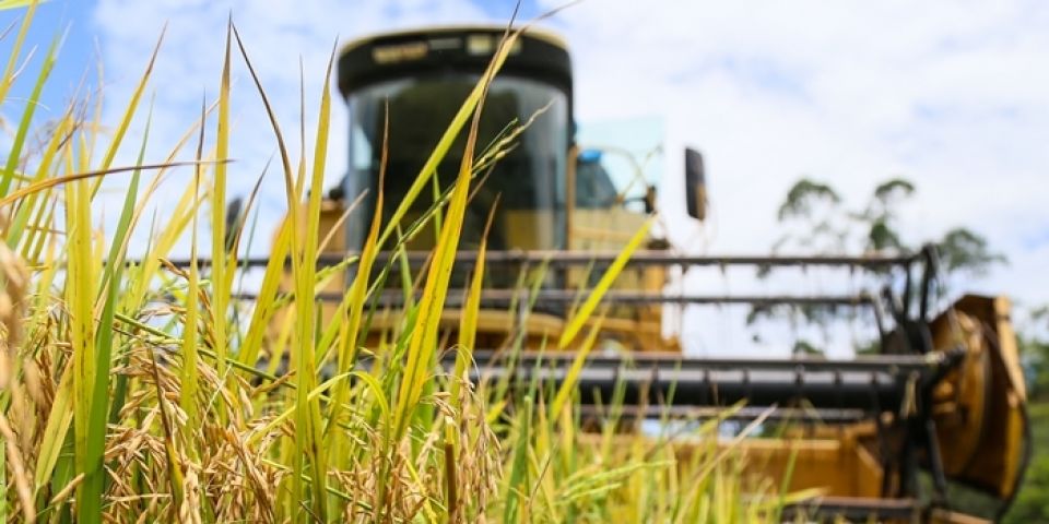 Agricultores começam a colheita do arroz no Rio Grande do Sul e esperam bons resultados