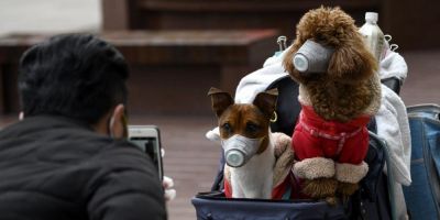 Cão tem resultado positivo para coronavírus e vai para quarentena